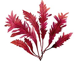 Red algae