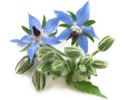 Borage