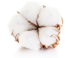 Cotton