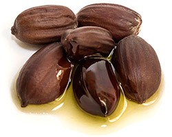 Jojoba