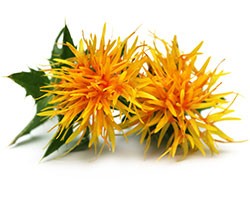 Safflower