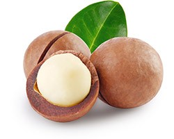 Macadamia